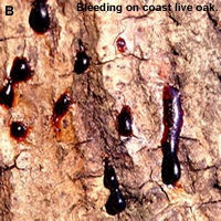 Coast Live Oak 'bleeding'