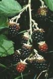 Blackberries