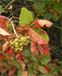 Poison Oak with Berries
