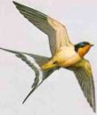 swallow