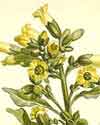 Drawing of Wild Tobacco