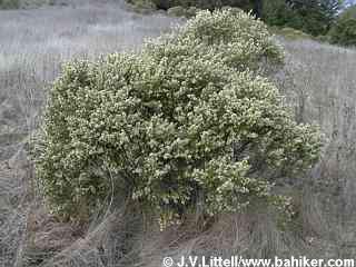 Coyote Brush