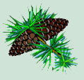 Pine Cones
