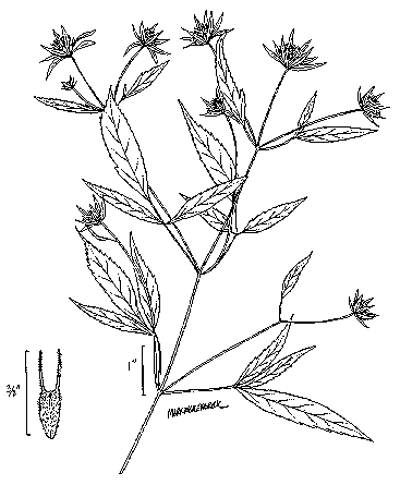 Bidens Frondosa