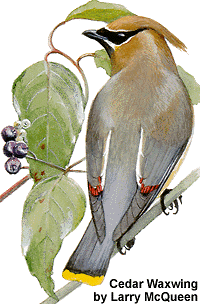 Cedar Waxwing