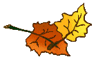 Fall Leaves