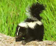Baby Skunk