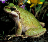 Chorus Frog