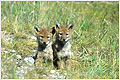 Coyote Pups