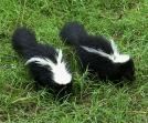 Skunk Pair