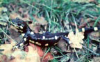 Tiger Salamander