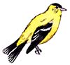 American Goldfinch