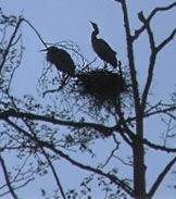 Great Blue Herons