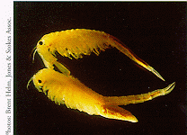 Fairy Shrimp