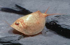 Tadpole Shrimp