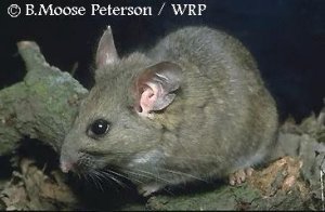 Dusky-Footed Woodrat