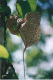 Dutchman's Pipe Flower