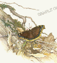 Mourning Cloak Butterfly