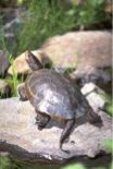 Pond Turtle