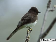 Black Phoebe