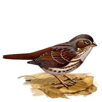 Song Bird