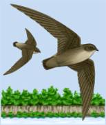 Birds with Trees in Background