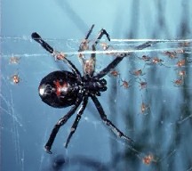 Black Widow spider with babies around it.