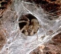 A spider waiting at the entrance to its funnel shaped web.