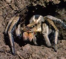 A Wolf Spider peeking out of it's burrow.