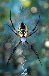 A yellow and black spider hanging on its web.