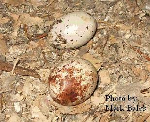 Turkey Vulture Eggs