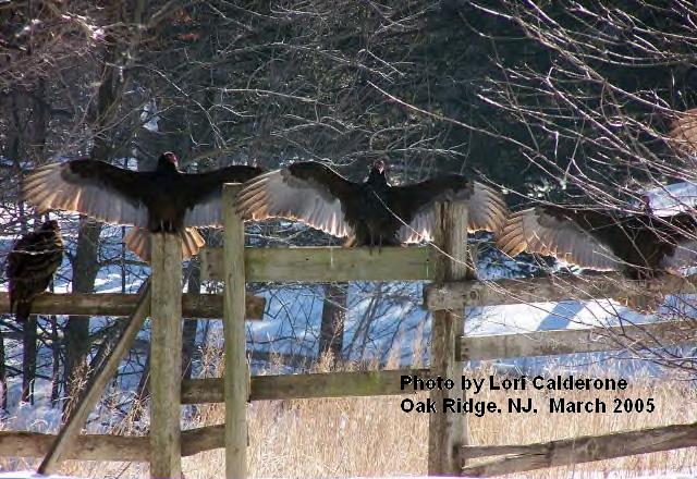 Turkey Vultures in the Horaltic Pose