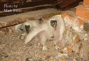 Two Juvenile Turkey Vultures