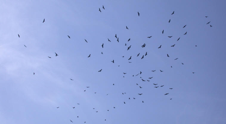 A Kettle of Turkey Vultures Circles in a blue sky