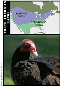 Range across North America of the Turkey Vulture