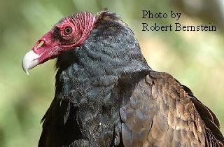 Closeup of Turkey Vulture's Head
