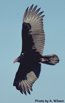 Looking up at a soaring Turkey Vulture