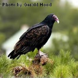Adult Turkey Vulture sitting in a tree