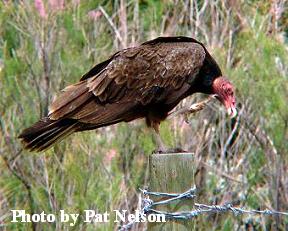 Turkey Vulture standing on a fence post