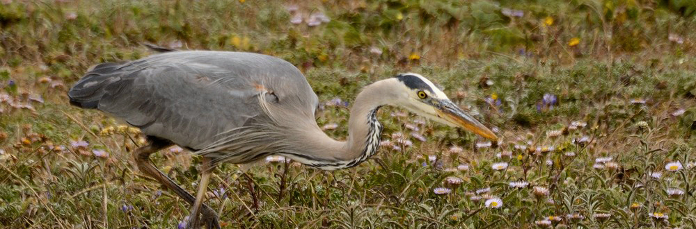 shore bird