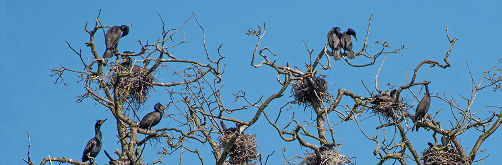 the rookery