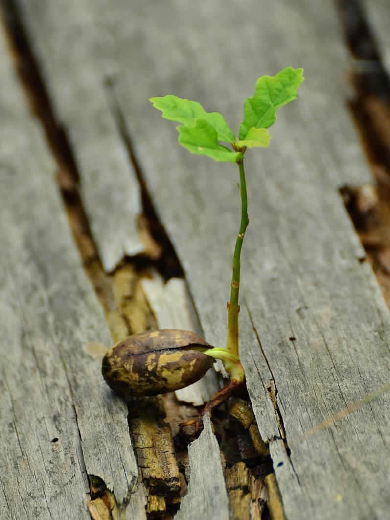 oak-seedling