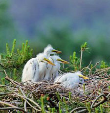 Baby egrets in the Laguna de Santa Rosa