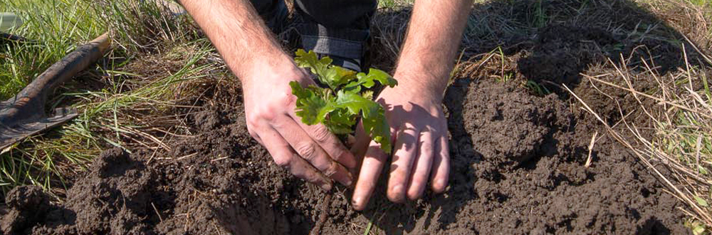 oak seedling