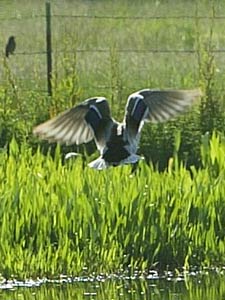 Bird landing in the Lagun de Santa Rosa